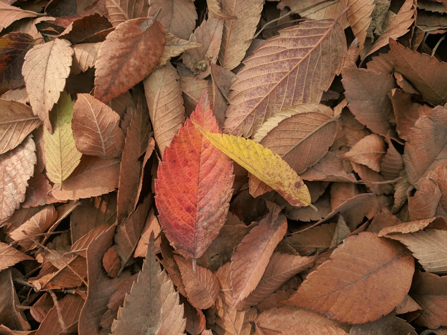 Top Autumn Foliage Spots to Visit
